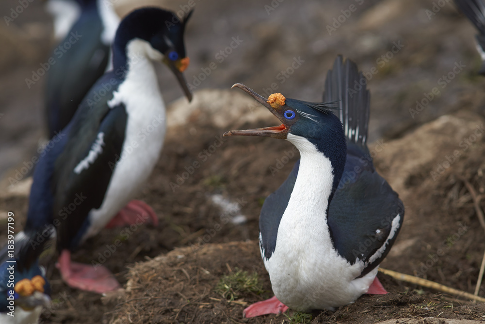 Fototapeta premium Imperial Shag (Phalacrocorax atriceps albiventer) warning off a rival on the cliffs of Saunders Islands in the Falkland Islands.