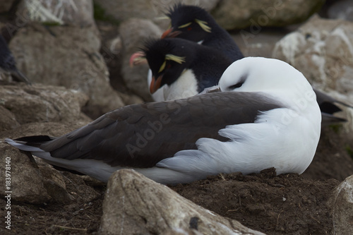 Black-browed Albatross (Thalassarche melanophrys) sitting on a nest on the cliffs of Saunders Island in the Falkland Islands. photo