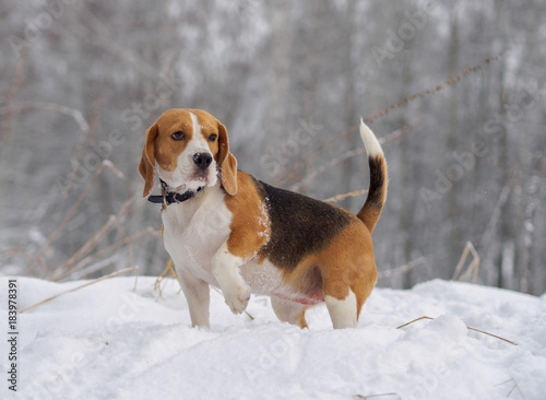 Beagle dog walking in the winter snowy forest