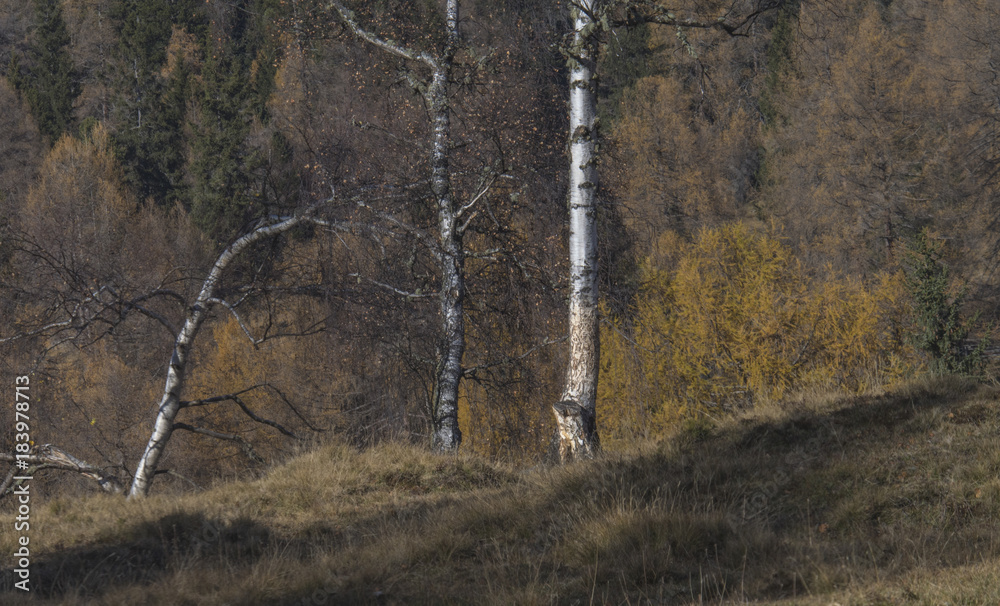 Fototapeta premium Spätherbst an der Waldgrenze 