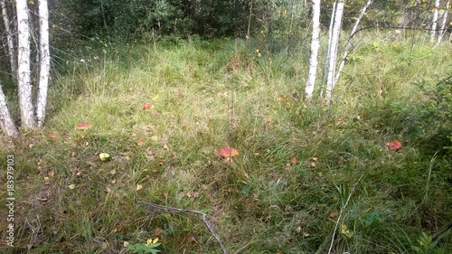 Mushroom clearing in the Smolensk forest