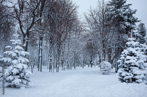 Winter park. Snow Day © liyasov