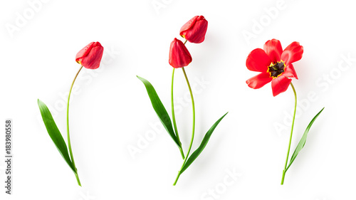 Fototapeta Naklejka Na Ścianę i Meble -  Red tulip flowers set
