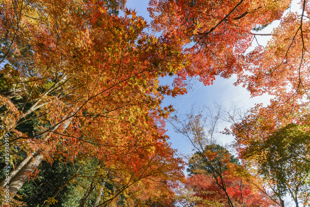 Beautiful fall color of Komyo-ji Beautiful fall color of Komyo-ji