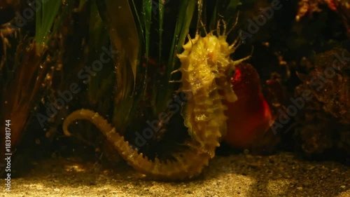 Figuta intera di un Ippocampo o Cavalluccio Marino in ambiente naturale photo