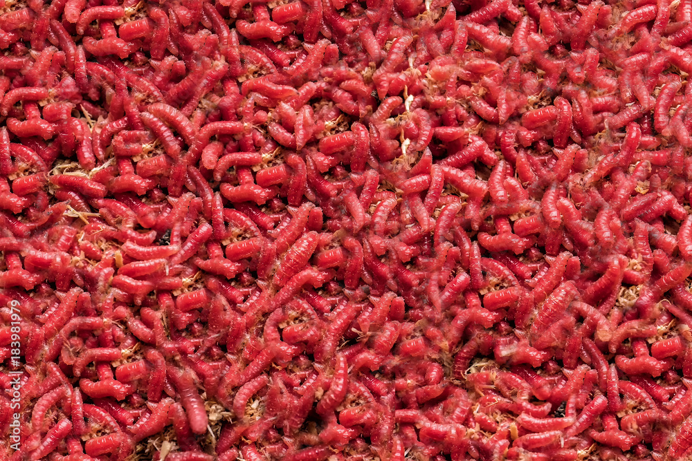 Naklejka premium red maggot. large pile of worms