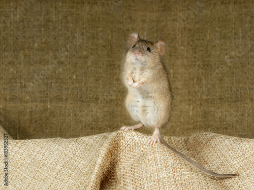 Closeup the vole mouse stands on its hind paws on a small linen bag on background of the big linen sack.