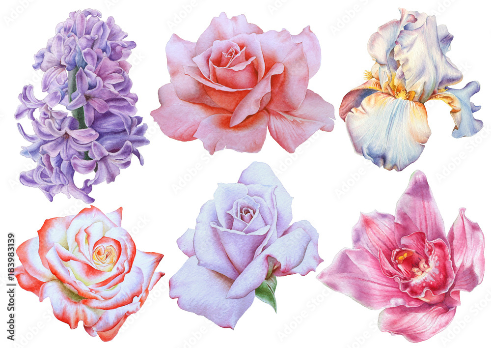 Set with bright flowers. Rose. Iris. Lilac. Orchid. Watercolor illustration. Hand drawn.
