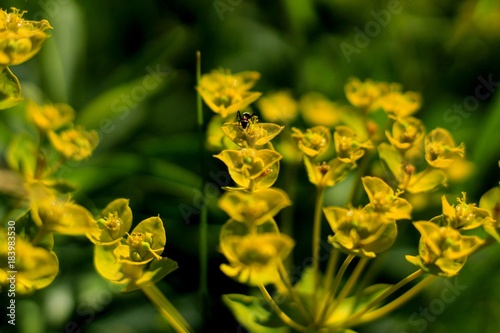 flower, yellow, spring, nature, green, flowers, plant, blossom, field, daffodil, garden, bloom, meadow, summer, daffodils, grass, flora, beauty, macro, buttercup, season, canola, petal, narcissus, blo