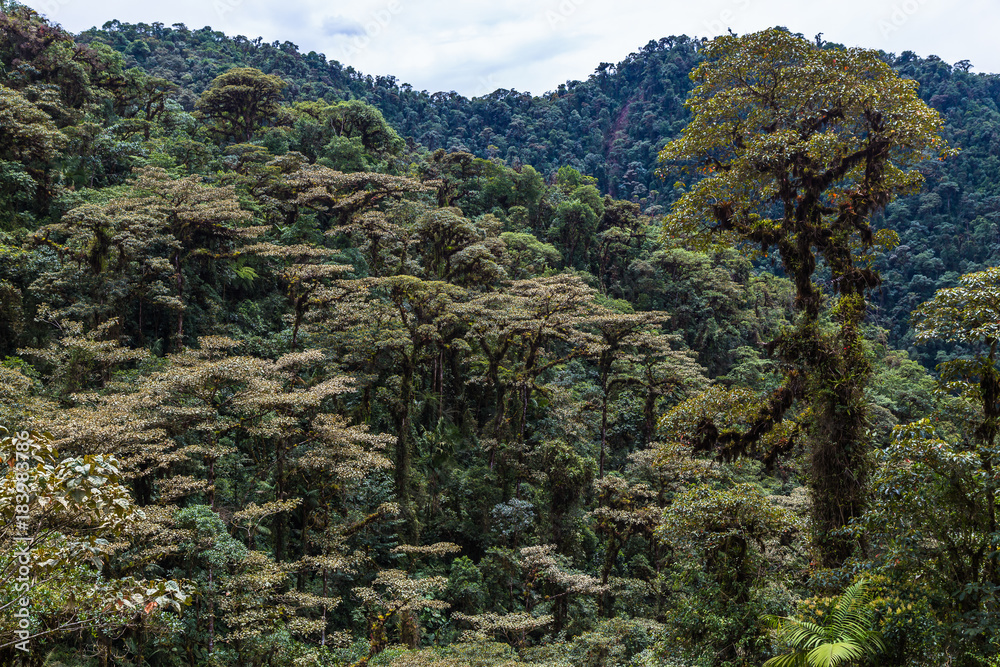 The cloud forest The cloud forest