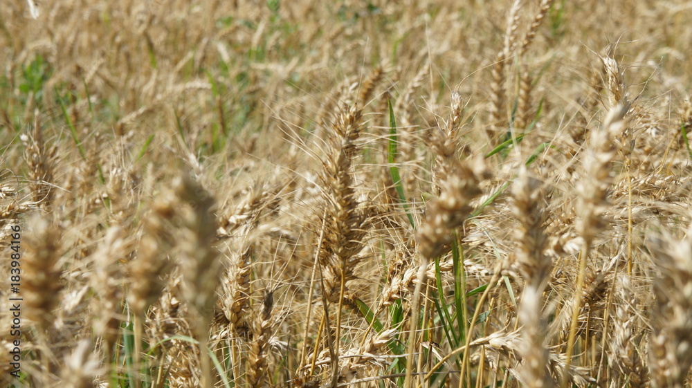 Fototapeta premium Golden Wheat closeup