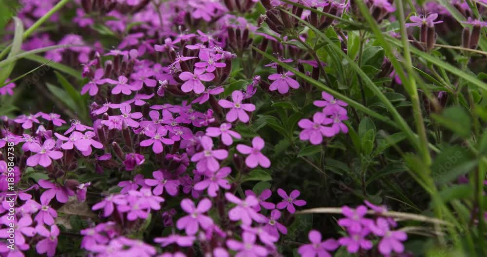 Purple wildflowers in Switzerland, close up Purple wildflowers in Switzerland, close up