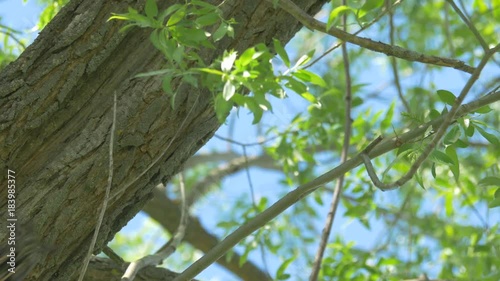 Starling arrives, brings food, taken with tripod
