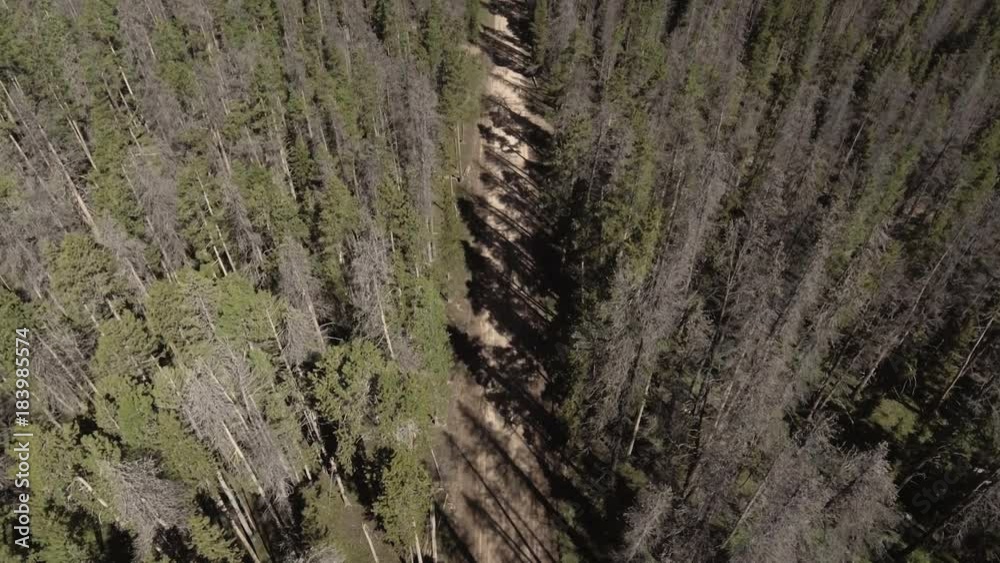 Scenic forest dirt road, aerial Scenic forest dirt road, aerial