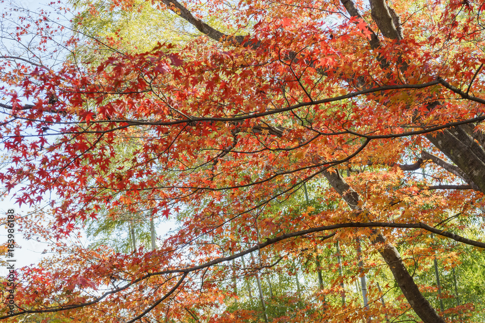 Beautiful fall color of Jojakko-Ji Beautiful fall color of Jojakko-Ji