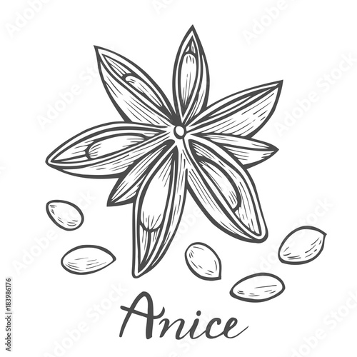 illustration of anise.