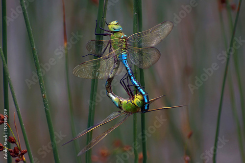 Emperor Dragonfly mating - Anax imperator