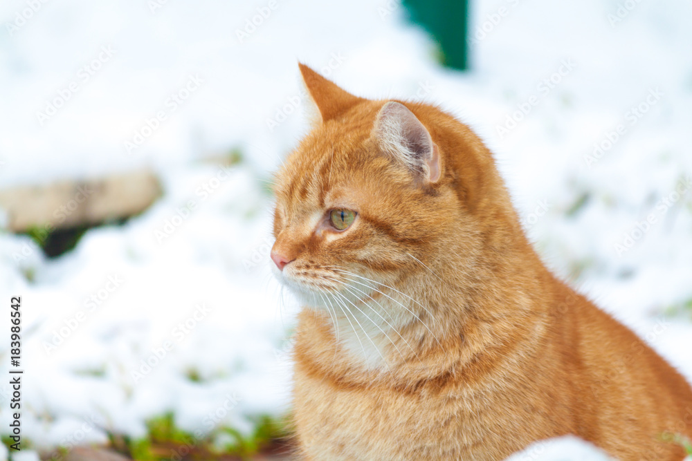 ADULT GINGER CAT OUTSIDE IN THE SNOW