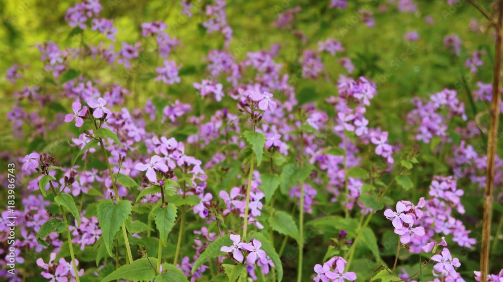 Flower purple  close up in Garden Fields of flowers