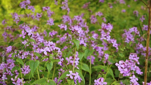 Flower purple close up in Garden Fields of flowers