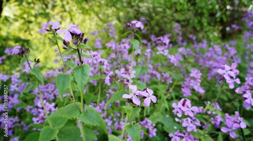 Flower purple close up