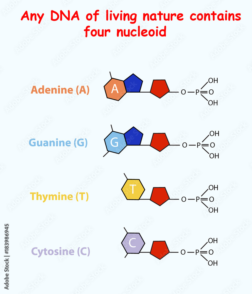DNA of living nature contains four nucleoid. Adenine, guanine, thymine, cytosine. Vector info