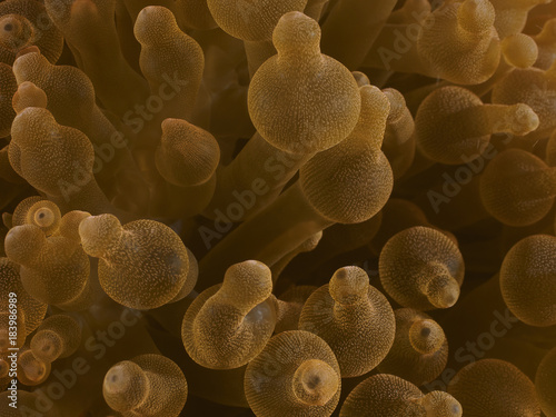 Coral texture © dynamofoto