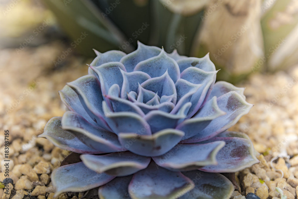Close-up of a succulent plant. Sempervivum tectorum.Colorful nature background. Close-up of a succulent plant. Sempervivum tectorum.Colorful nature background.