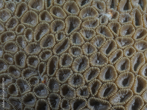 Coral texture