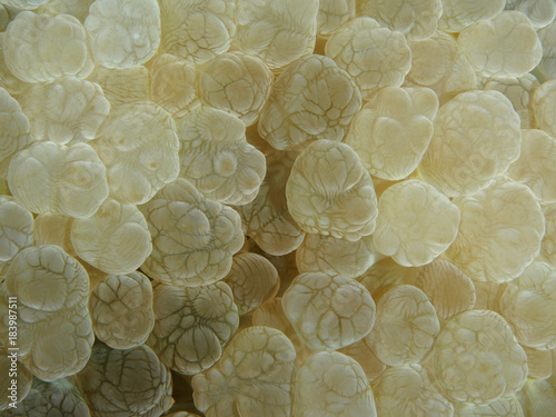 Coral texture photo