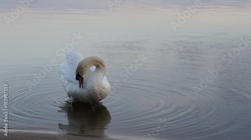 Swan in Lake