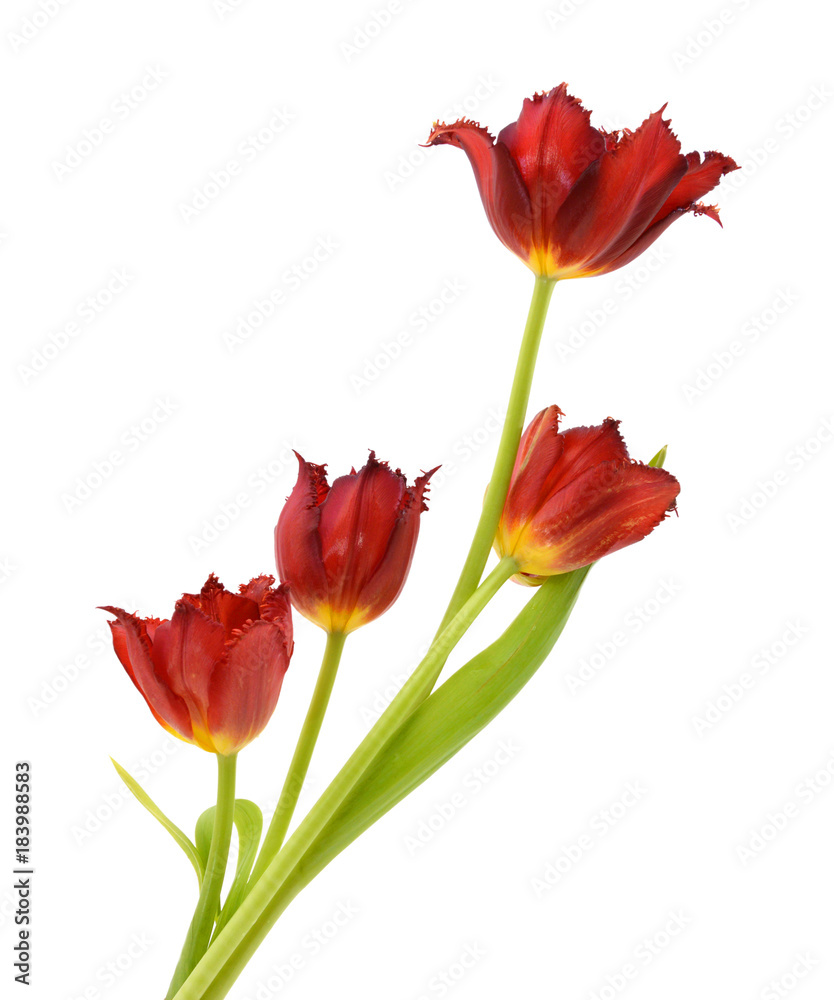Beautiful bouquet of tulips on a white background Beautiful bouquet of tulips on a white background