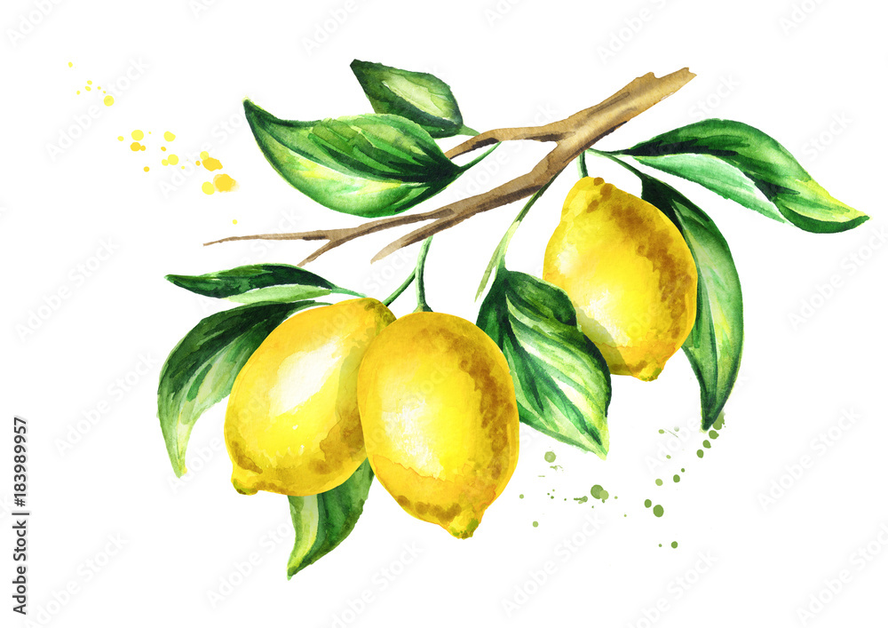 Lemon branch with fruit and leaves. Watercolor hand drawn illustration