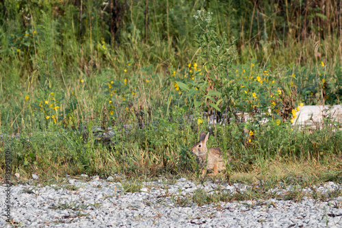 A single Eastern Cottontail Rabbit (Sylvilagus floridanus) sitting at the edge of a gravel trail among some wild grasses and flowers. © Tim