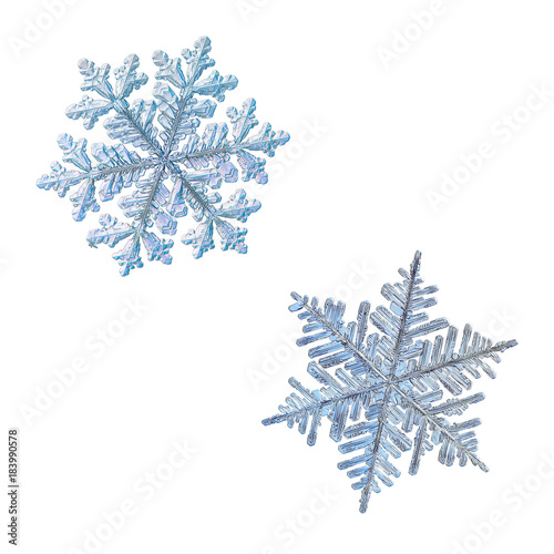 Two snowflakes isolated on white background. Macro photo of real snow crystals  large stellar dendrites with complex ornate shapes  fine hexagonal symmetry  glossy relief surface and long elegant arms