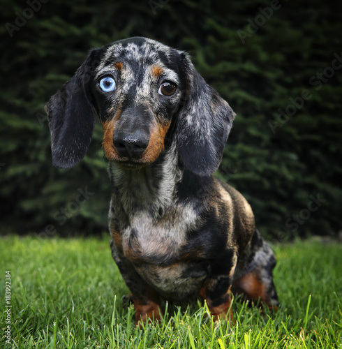 Marble dachshund in the summer garden