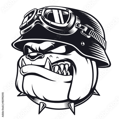 Bulldog biker with helmet