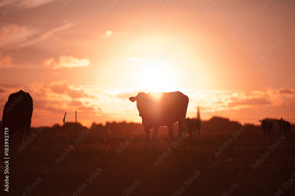 Kuh auf Wiese bei Sonnenuntergang, in Holland