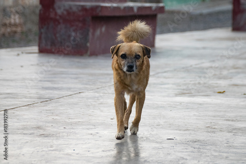 Stray urban dog