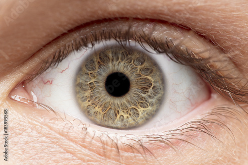 Macro photo of human eye, iris, pupil, eye lashes, eye lids.