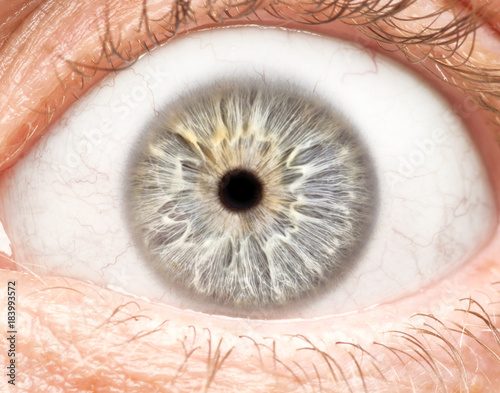 Macro photo of human eye, iris, pupil, eye lashes, eye lids.
