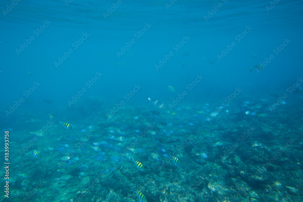 The Underwater life of the Caribbean Sea.