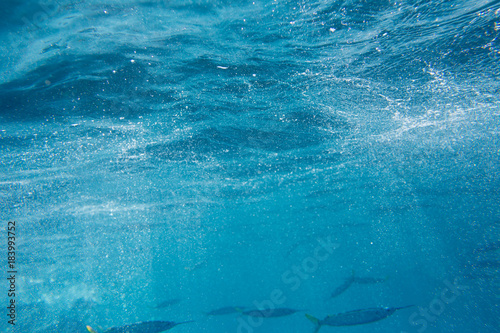 The Underwater life of the Caribbean Sea.