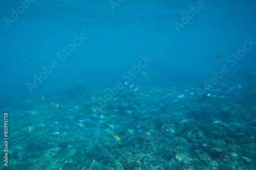 Fototapeta Naklejka Na Ścianę i Meble -  The Underwater life of the Caribbean Sea.