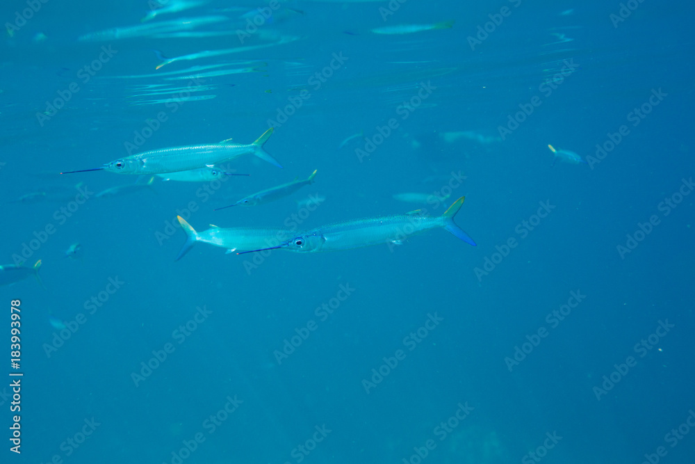 The Underwater life of the Caribbean Sea. The Underwater life of the Caribbean Sea.