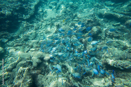 Underwater life of the Caribbean Sea