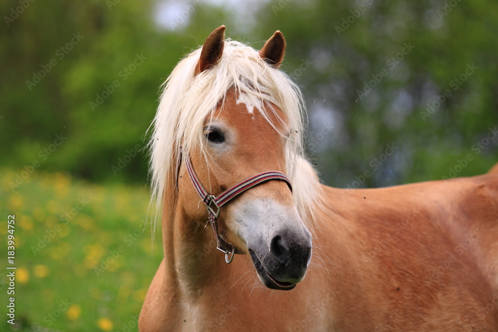 Obraz premium Haflinger Porträt