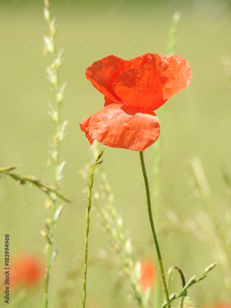 Obraz premium Buttons of gold, and poppies enliven the fields of summer by their color and delicacy.