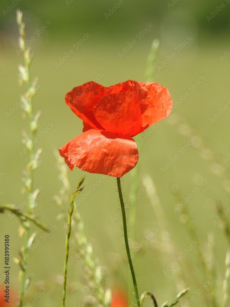 Obraz premium Buttons of gold, and poppies enliven the fields of summer by their color and delicacy.