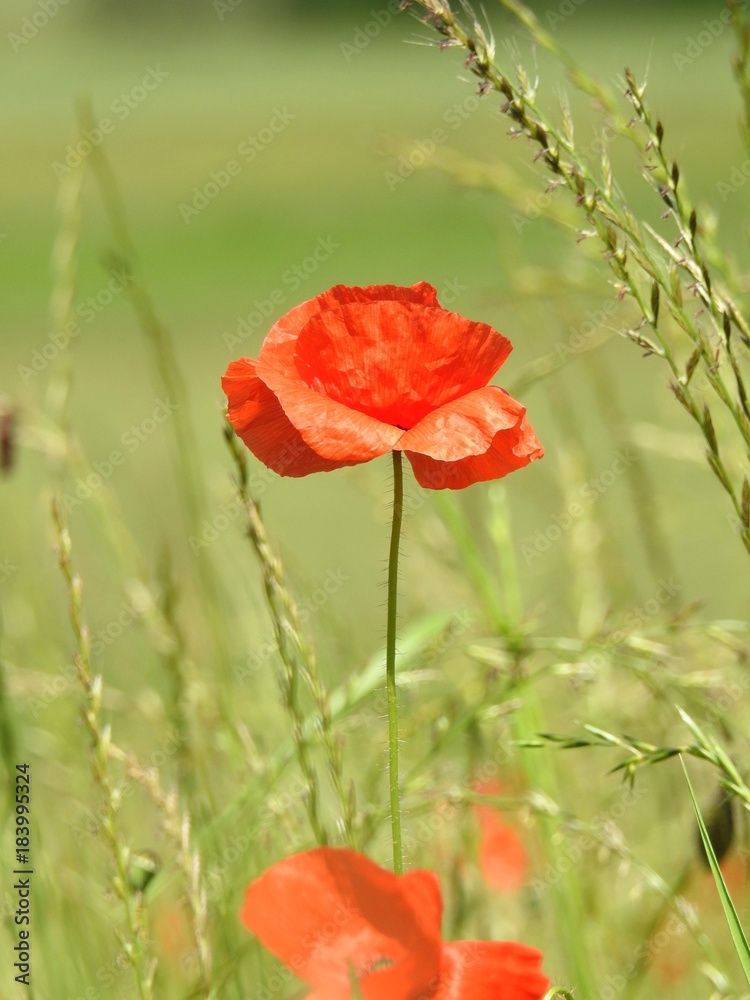 Buttons of gold, and poppies enliven the fields of summer by their color and delicacy. Buttons of gold, and poppies enliven the fields of summer by their color and delicacy.